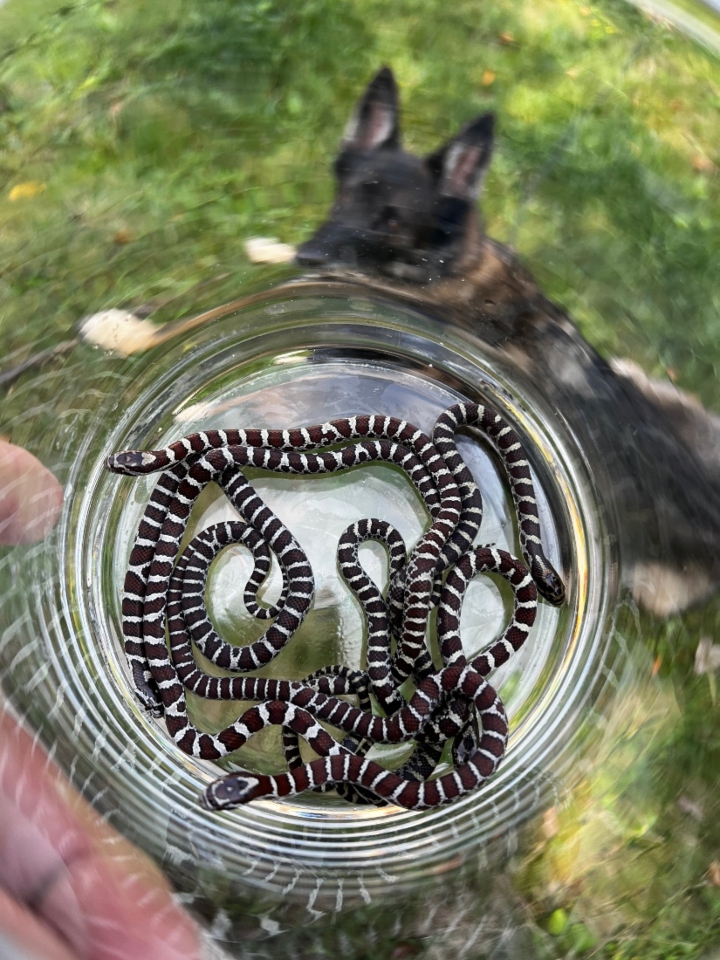 Eastern Milk Snakes